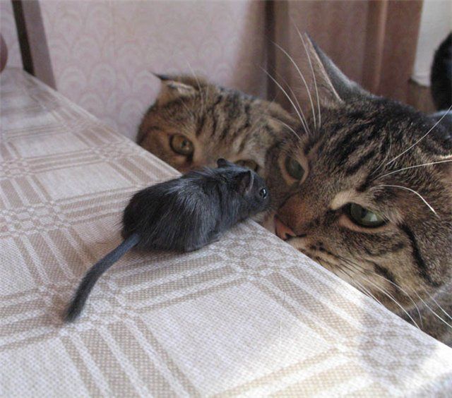 mouse.jpg