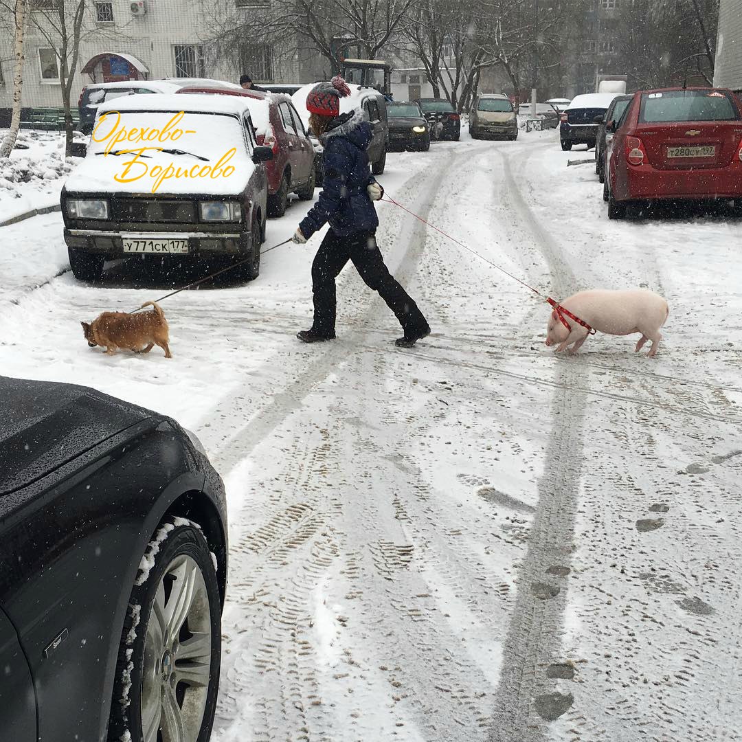 orehovo_pig.jpg