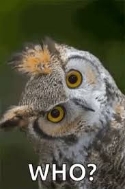owl.jpeg