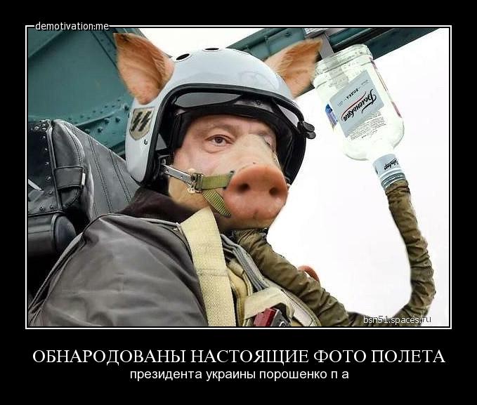 pig.jpg