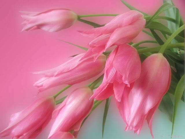 PinkFlowers.jpg
