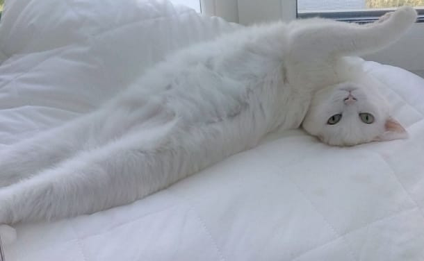 pulya.jpg