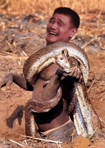 python.png
