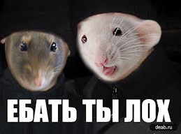 rat.png