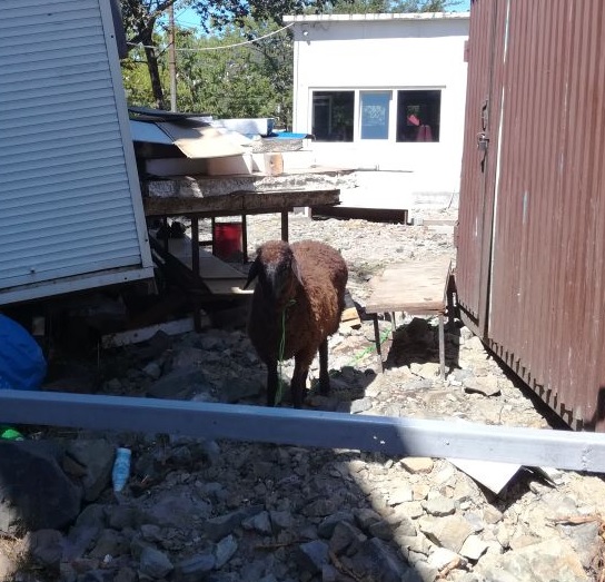 sheep.jpg