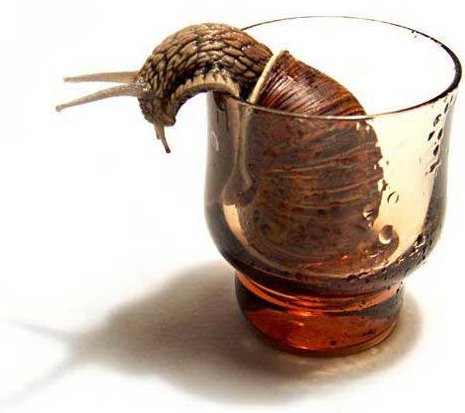 snail3.jpg