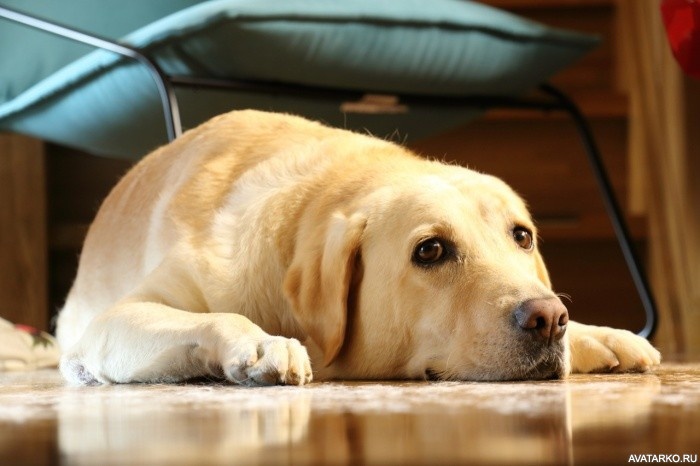 sobaka_zhivotnye_labrador_retriever_33336.jpg
