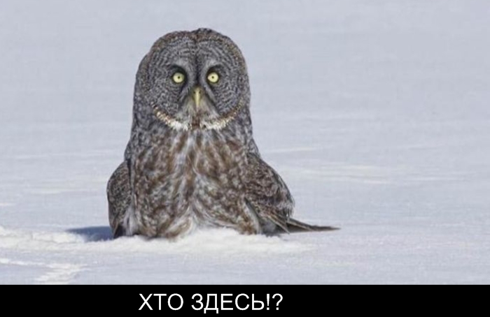 sova003.jpg