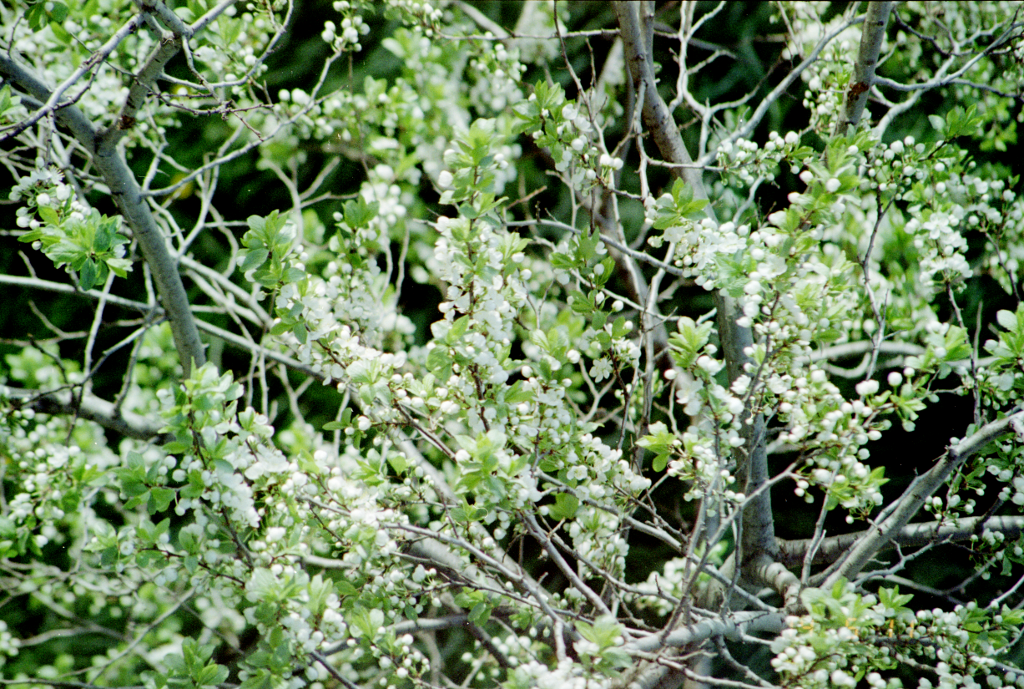 spring_flowers.png