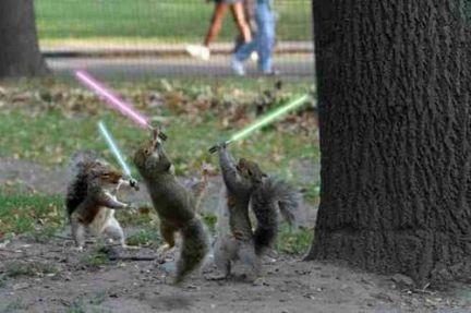 squrrel-jedis.jpg