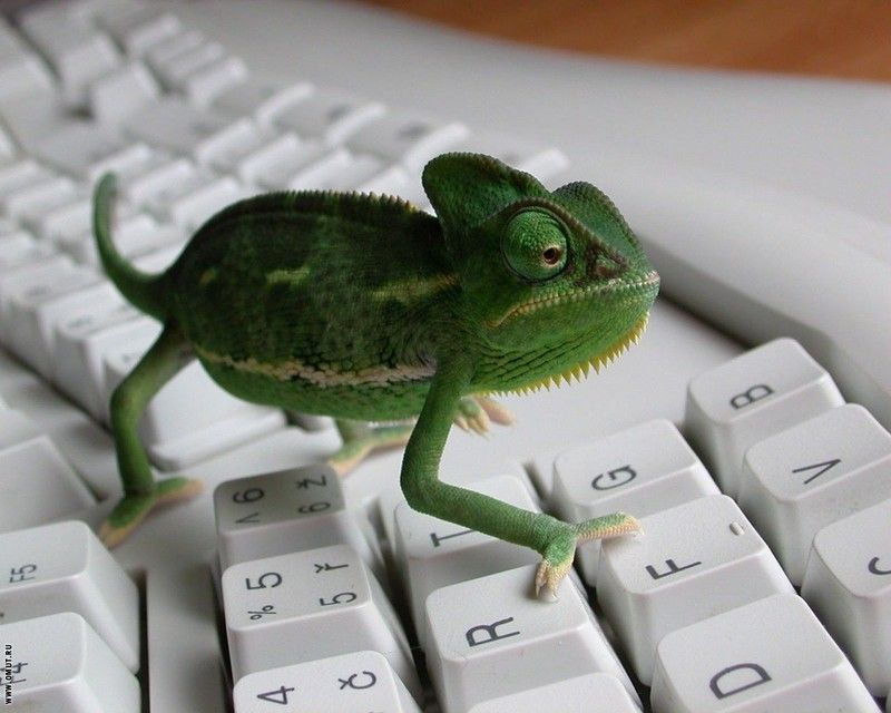 suse.jpg