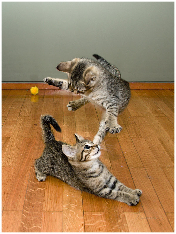 The_house_of_the_flying_cats_by_KirlianCamera.jpg