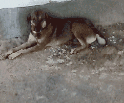 46627850681.gif