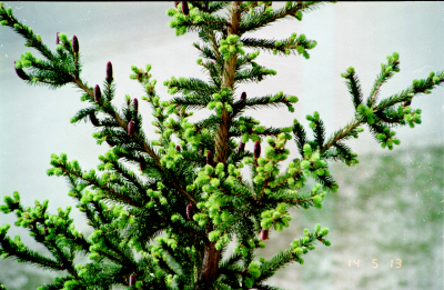 cones.png