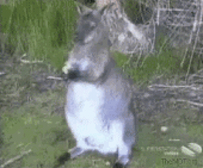gif.gif