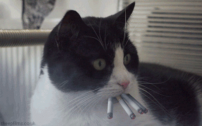 giphy (16).gif