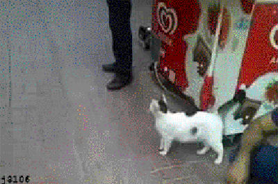j3l06-cat-against-dog.gif