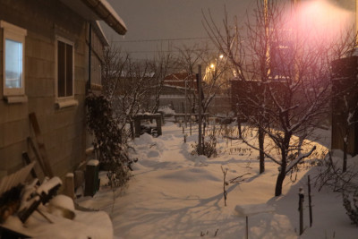 svinozhar_sadik_2.JPG