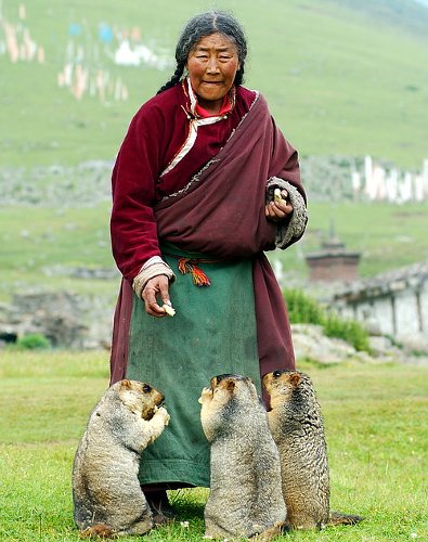 tibet_surok.jpg