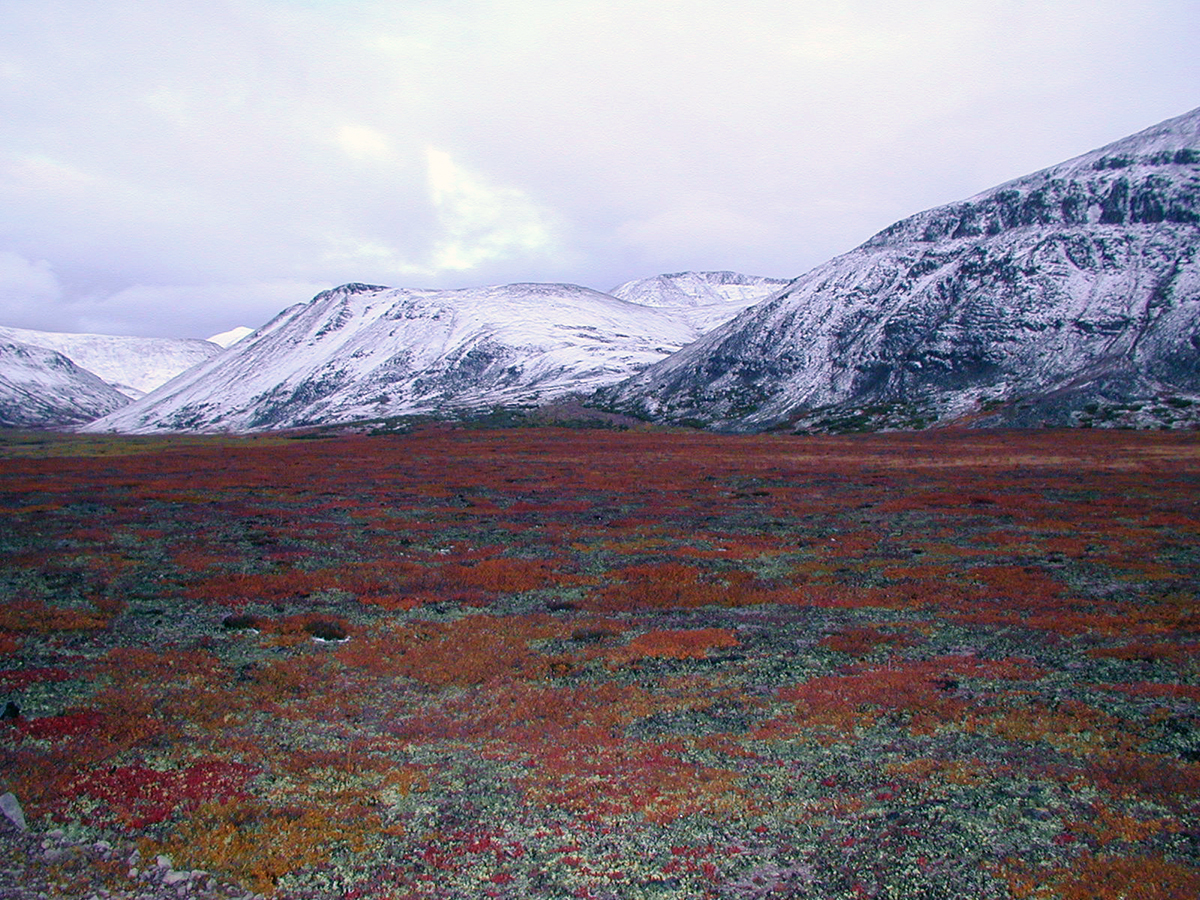 Tundra_1.jpg