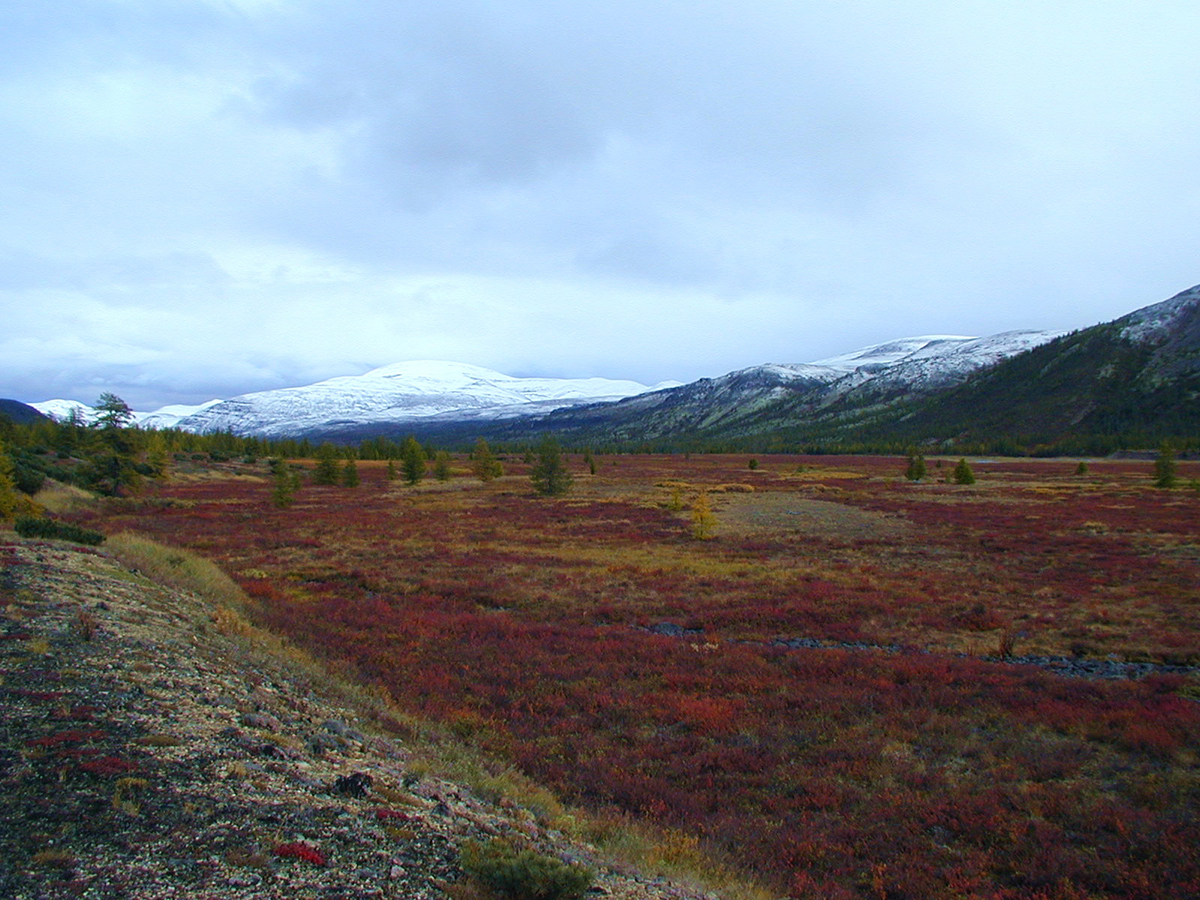 Tundra_2.jpg
