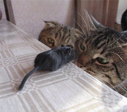 ----hamster-mouse----funny-animals_large.jpg
