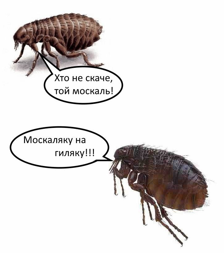 ukrobug.png