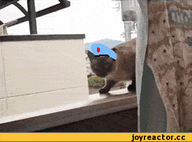 vdv.gif
