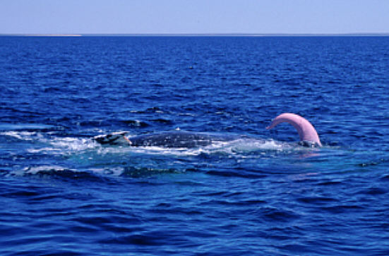 whale-penis.jpg