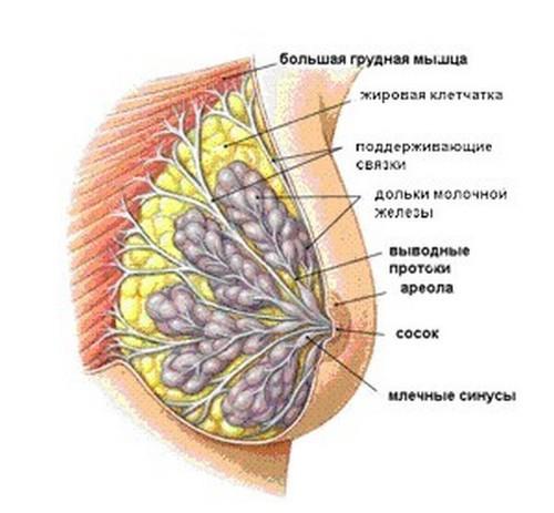 zhelezi.jpg