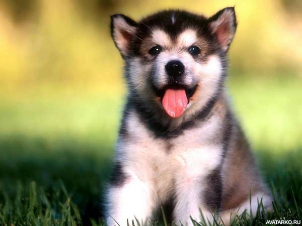 zhivotnye_sobaka_husky_11109.jpg
